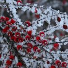 Strauchbeeren im Winterkleid