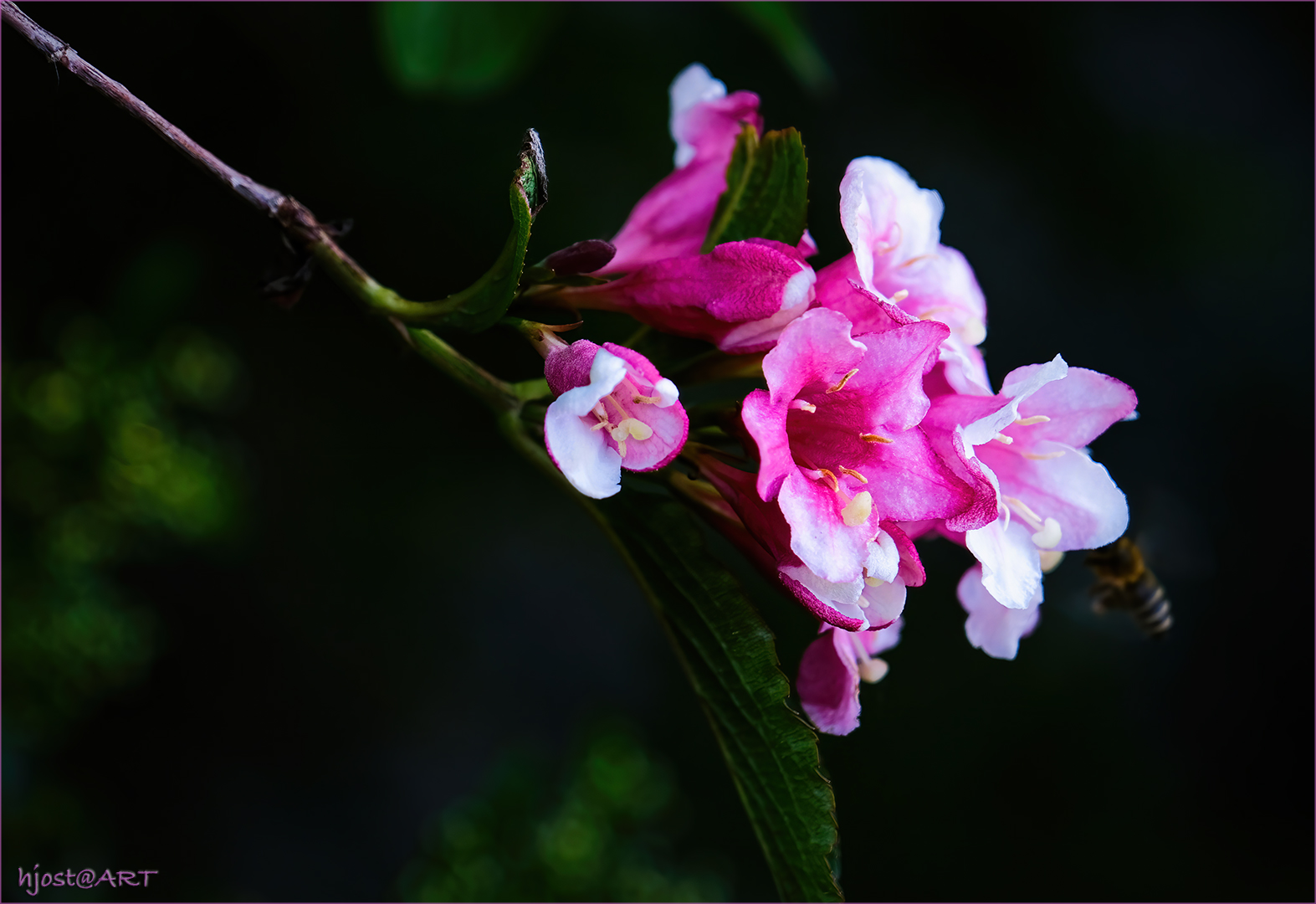 Strauchblüte ...