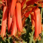 Strauchblüte in der Türkei bekommt Besuch...