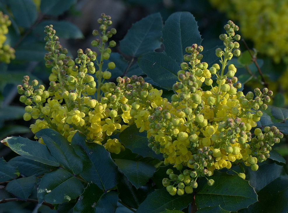 Strauchblüten