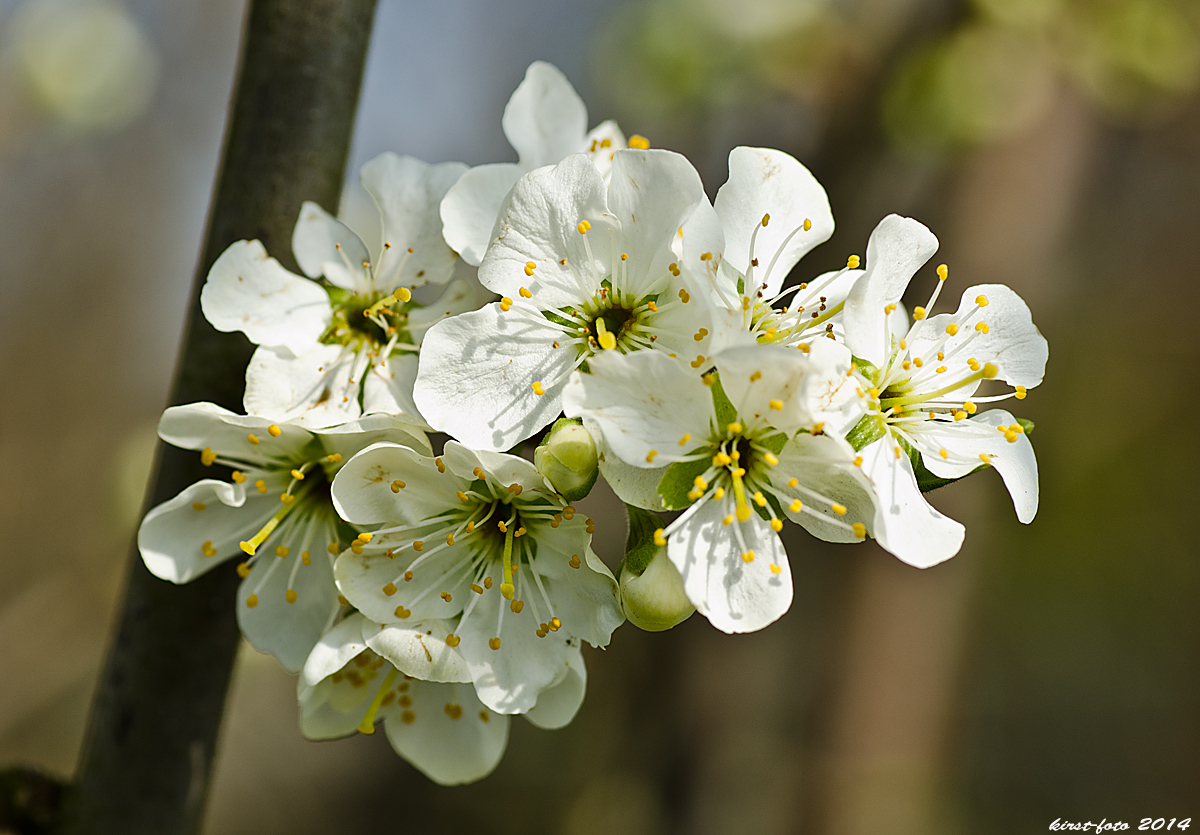 Strauchblüten