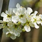 Strauchblüten