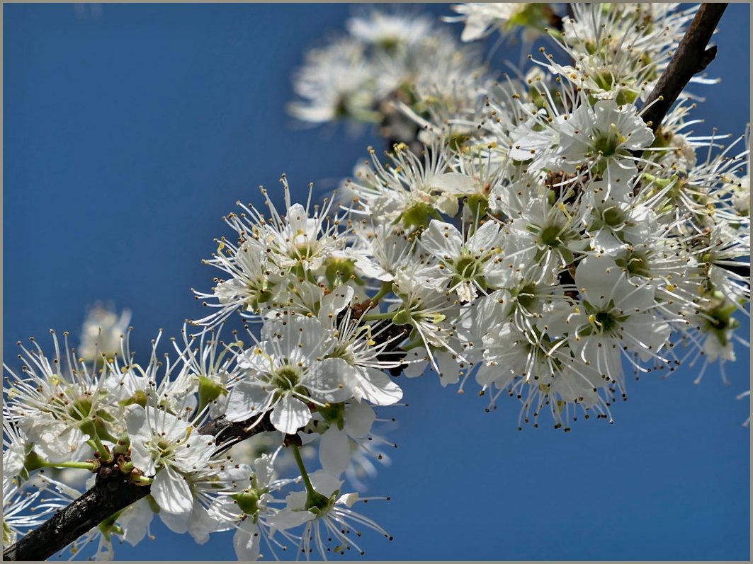 Strauchblüten