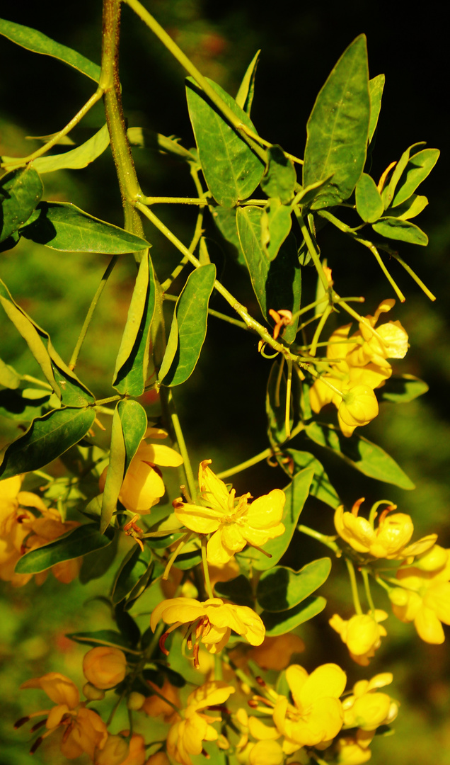 Strauchblüten im warmen Licht