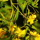 Strauchblüten im warmen Licht