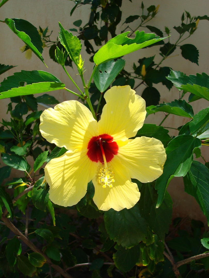 Strauchblume im Garten