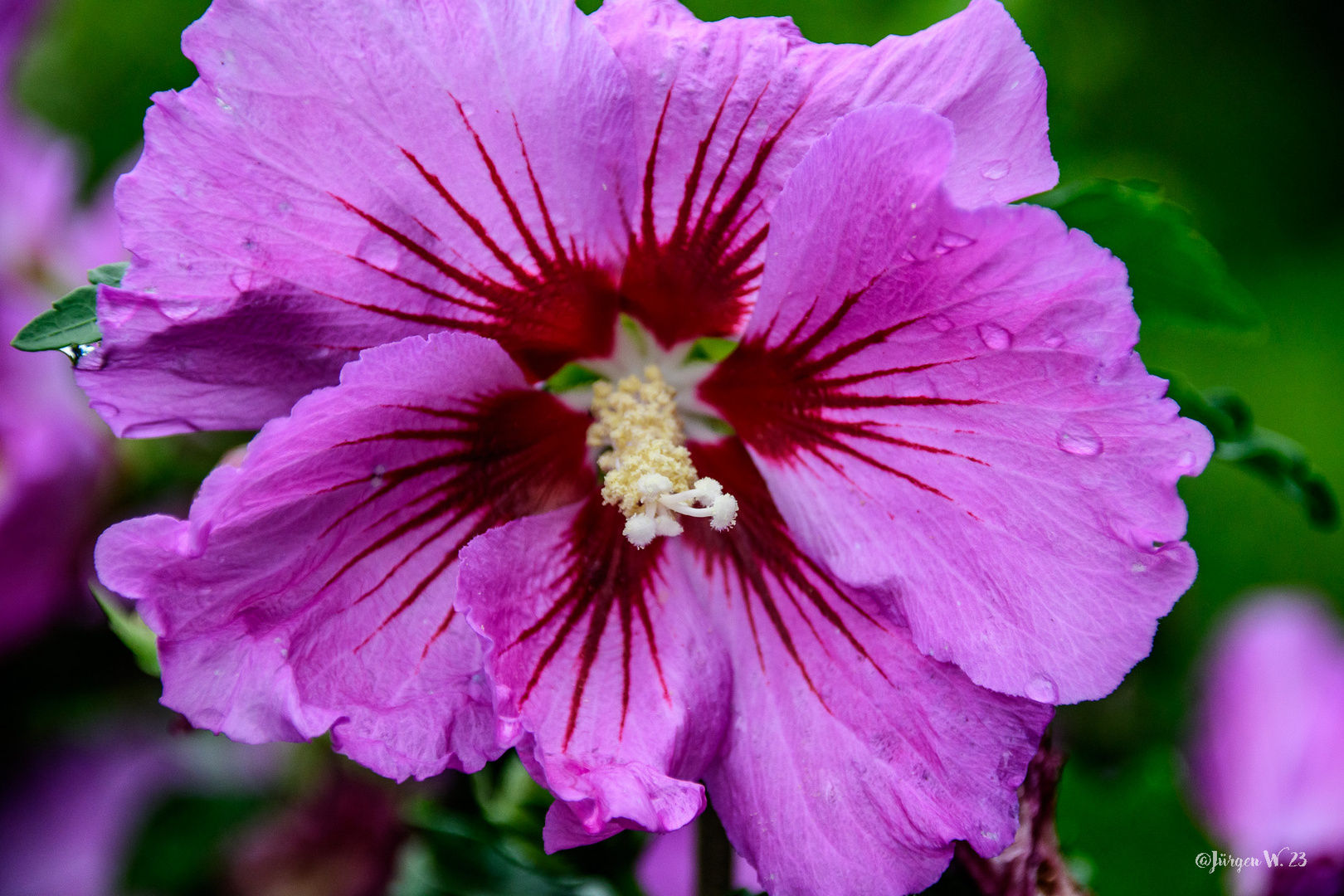 Straucheibisch Foto & Bild pflanzen, pilze & flechten, blüten