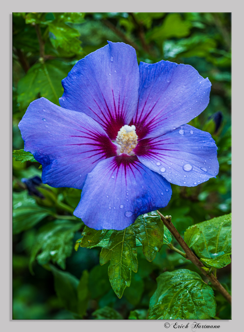 Straucheibisch Foto & Bild landschaft, garten & parklandschaften