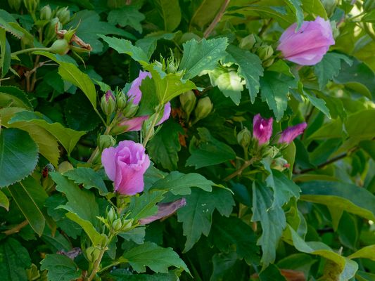 Straucheibisch (Hibiscus syriacus)