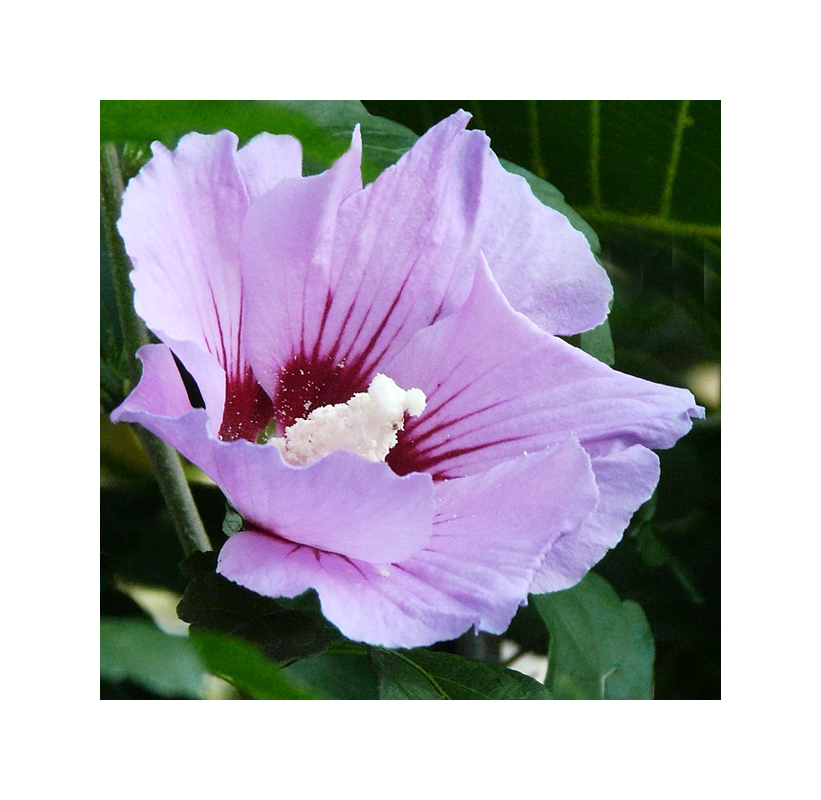 Straucheibisch (Hibiscus syriacus)