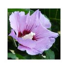 Straucheibisch (Hibiscus syriacus)