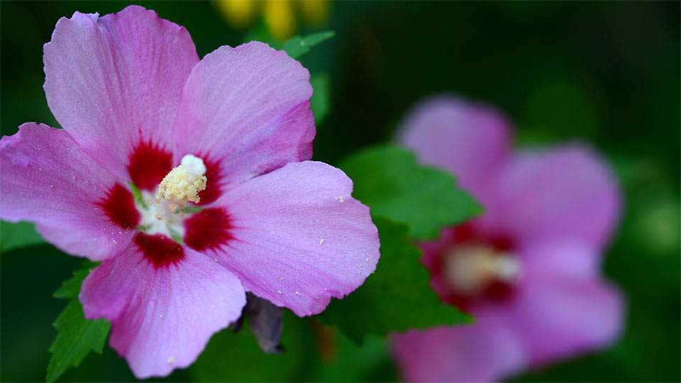 Straucheibisch, Hibiscus syriacus, Malvaceae, Rattersdorf, Bgld / A