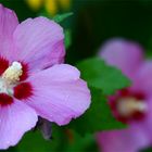 Straucheibisch, Hibiscus syriacus, Malvaceae, Rattersdorf, Bgld / A