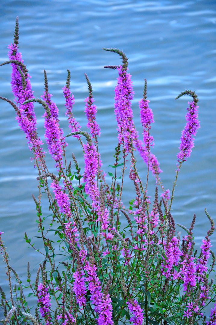 Strauchgewächs am Rhein