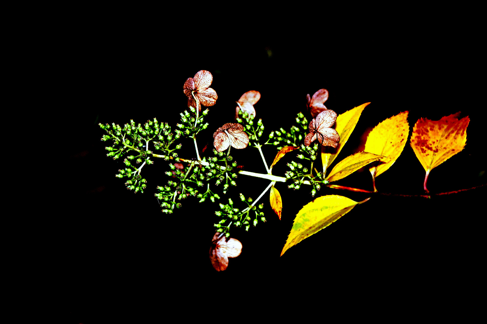 Strauchhortensie