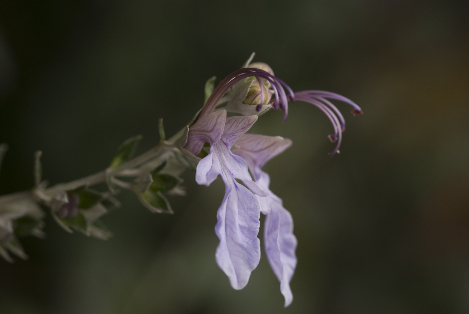 Strauchiger Gamander (Teucrium fruticans)