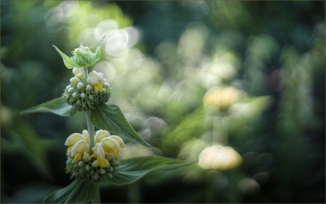 .....Strauchiges Brandkraut.....