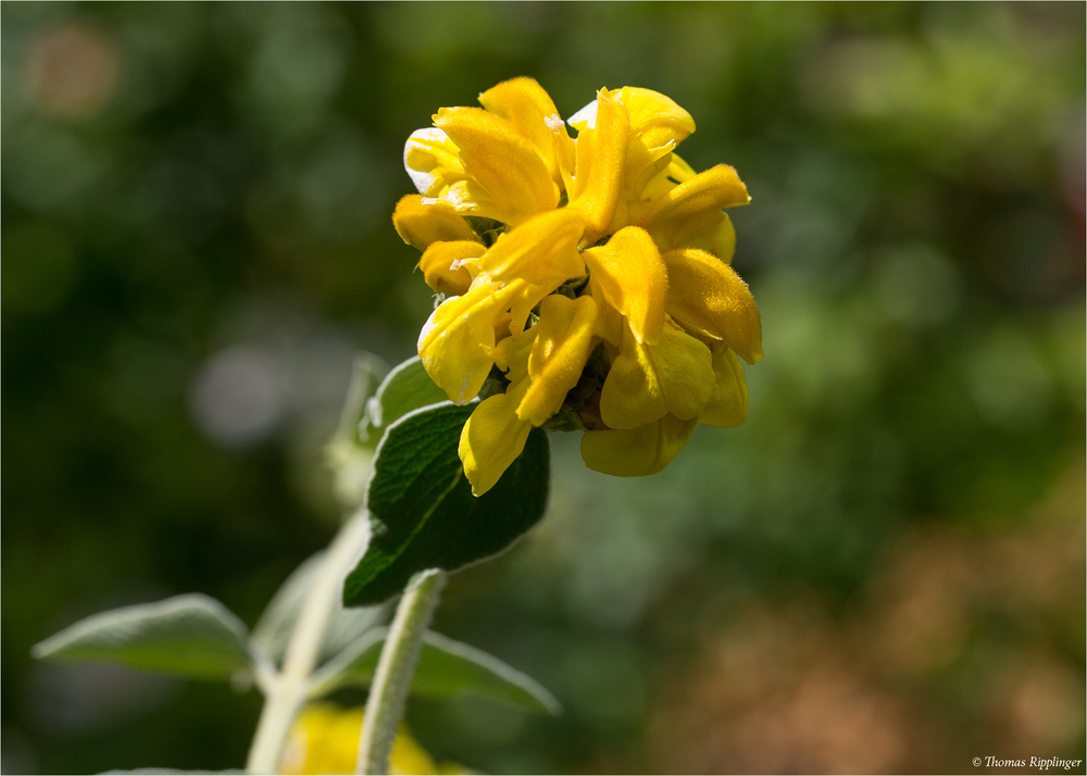 Strauchiges Brandkraut (Phlomis fruticosa)