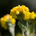 Strauchiges Brandkraut (Phlomis fruticosa)