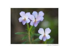 Strauchiges Veilchen, Viola arborescens