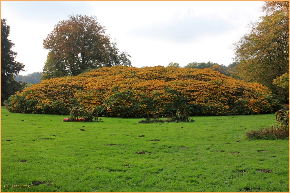 Strauchkastanie im Herbst