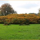 Strauchkastanie im Herbst