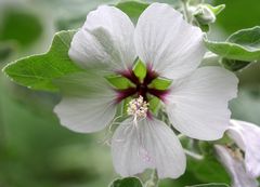 Strauchmalve Lavatera maritima