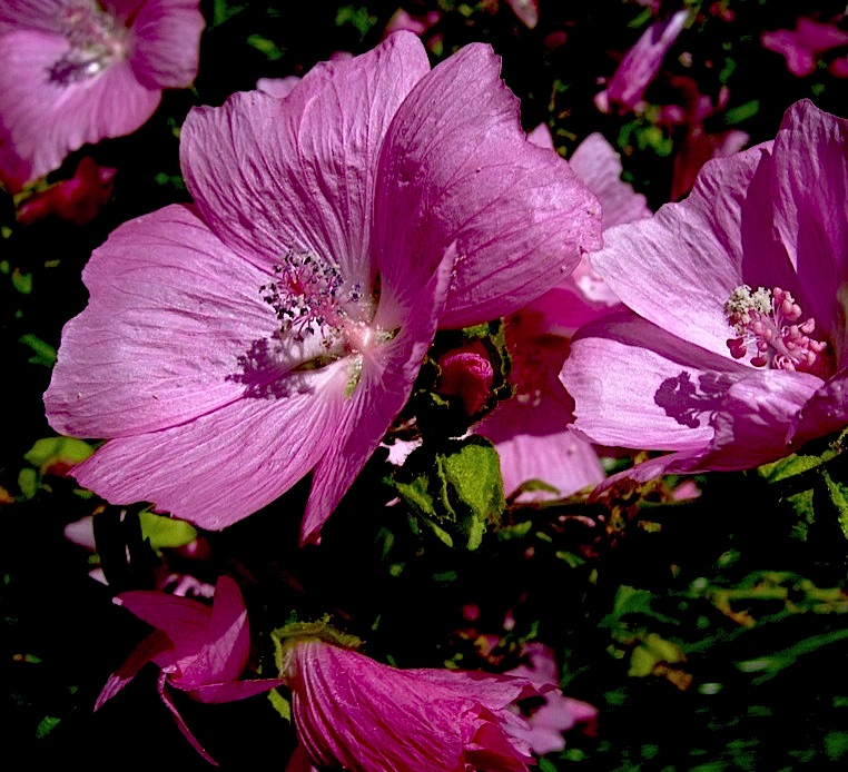 Strauchmalven pink