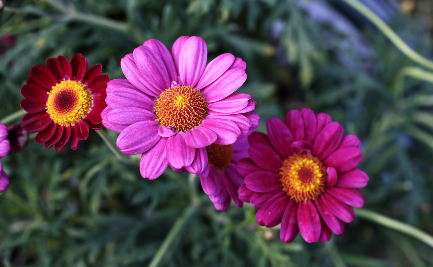 Strauchmargeriten