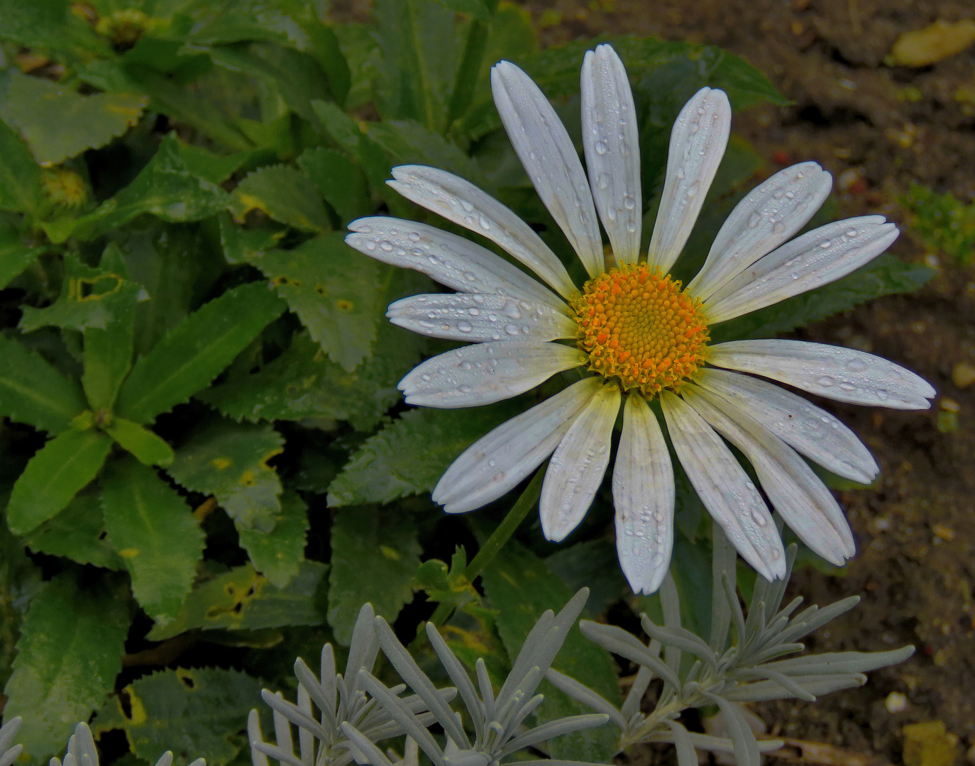 Strauchmargerite...noch etwas  morgenfeucht