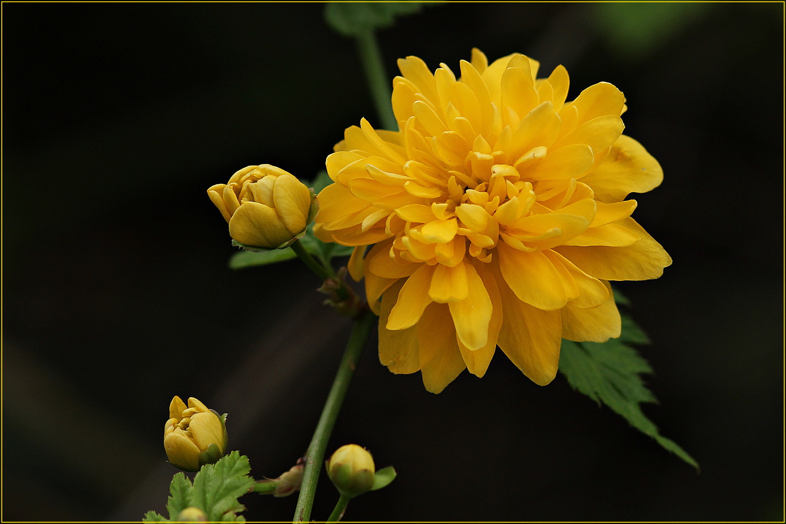 Strauchranunkel-Blüte