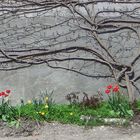 strauchrelief mit tulpen