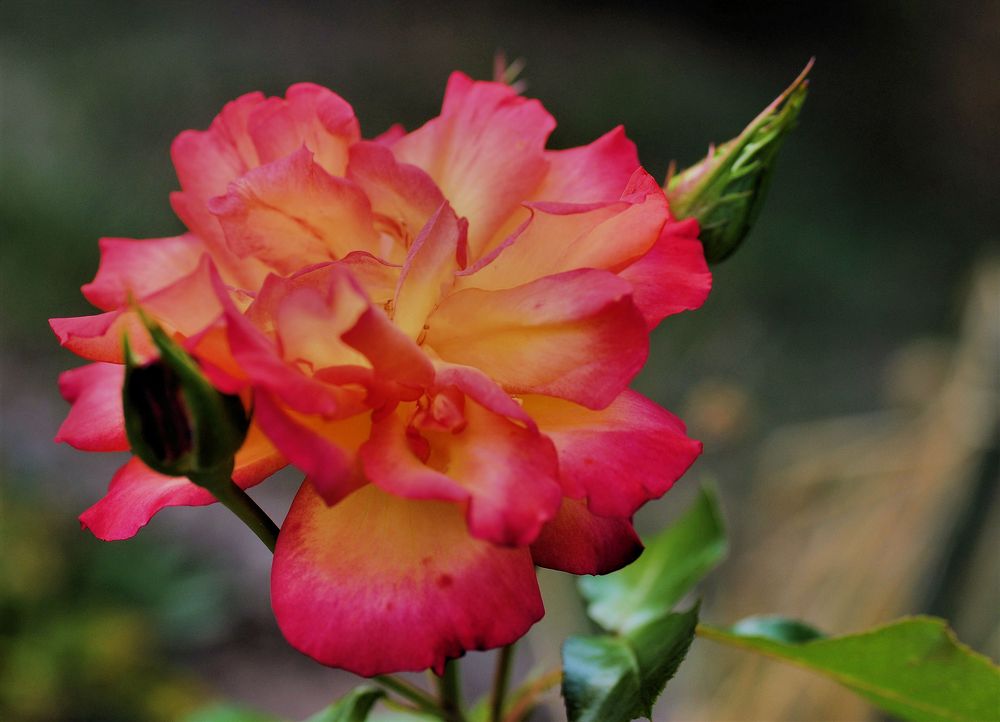 Strauchrose 'Bonanza' 