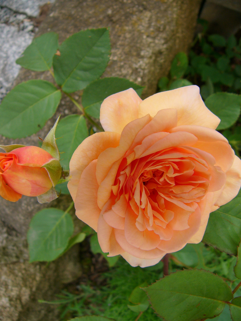 Strauchrose "Charming Apricot"