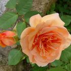 Strauchrose "Charming Apricot"