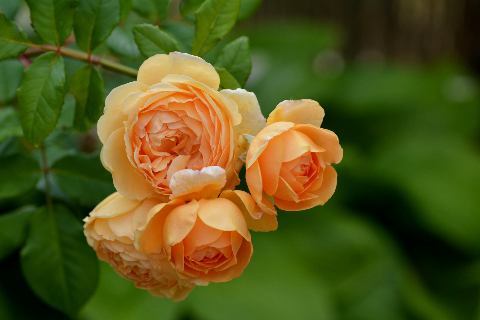 Strauchrose -Crown Princess Margareta