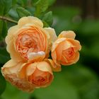 Strauchrose -Crown Princess Margareta