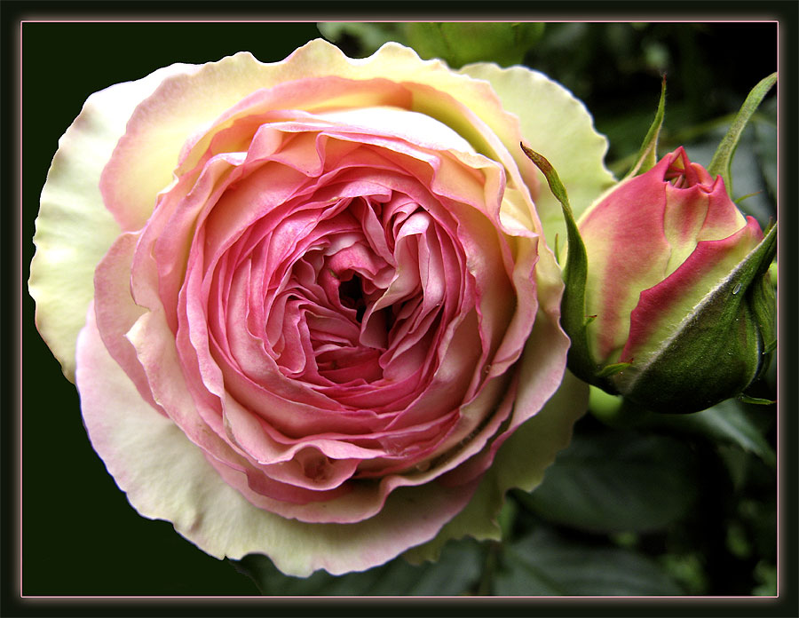 Strauchrose 'Eden Rose 85'