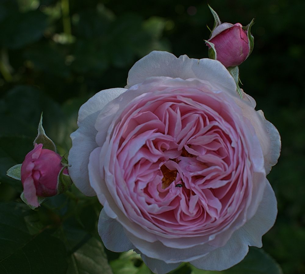 Strauchrose (gefüllt)