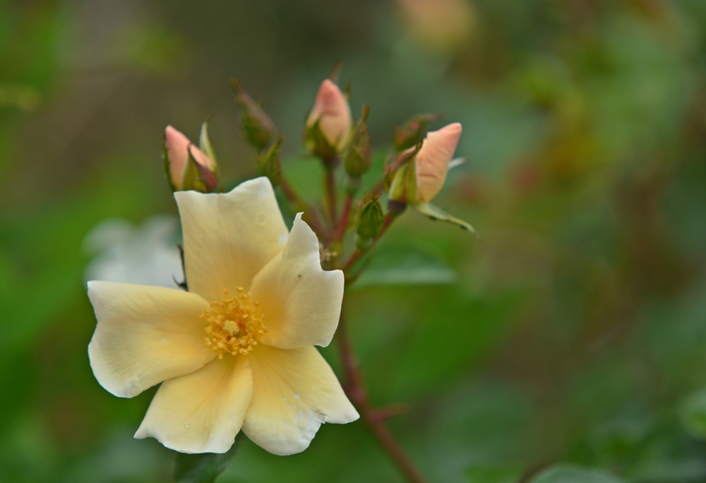 Strauchrose Golden Wings