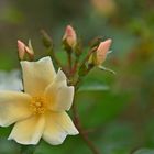 Strauchrose Golden Wings