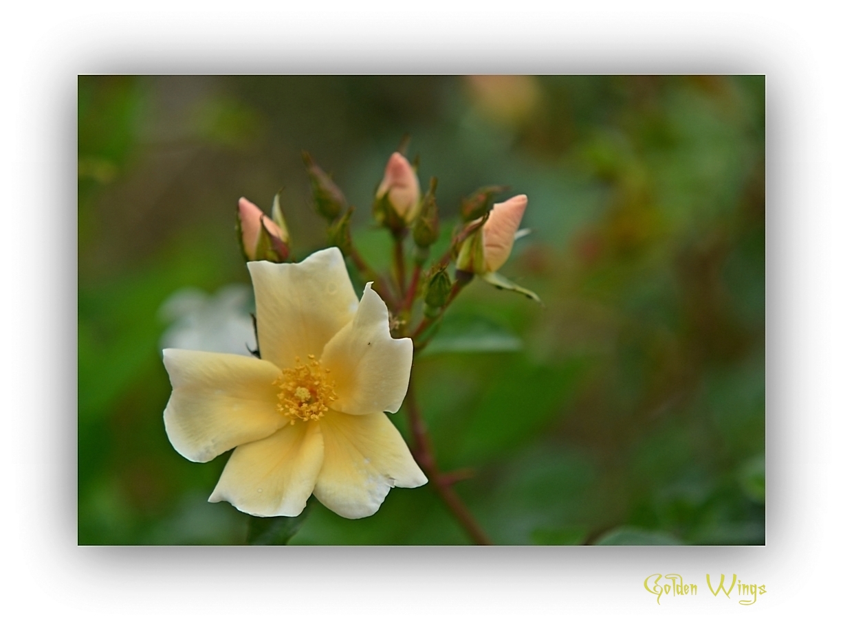 Strauchrose Golden Wings 