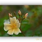 Strauchrose Golden Wings 