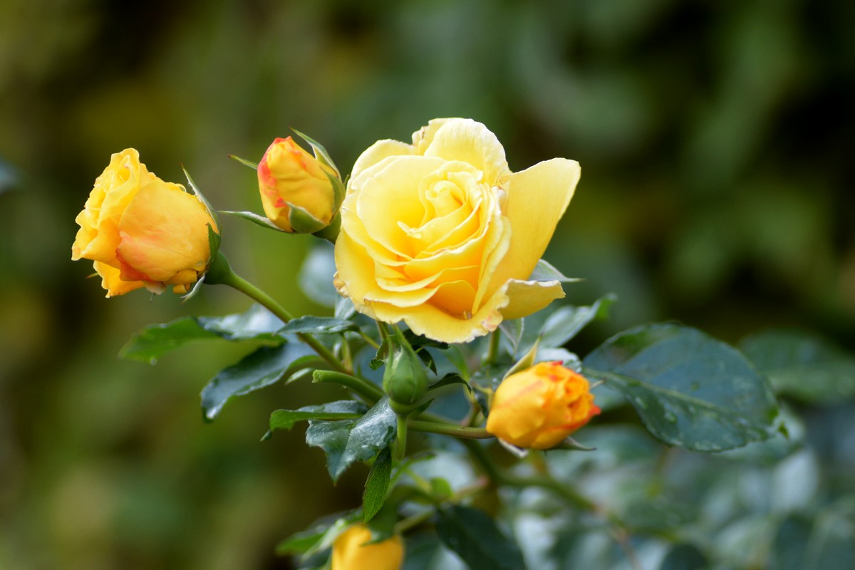 Strauchrose Lichtkönigin Lucia