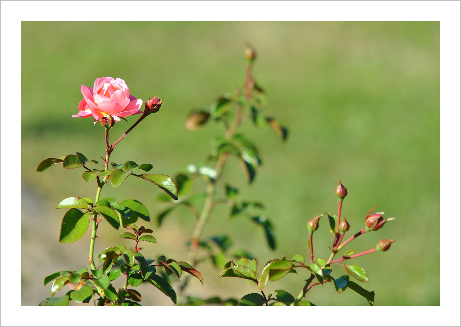 Strauchrose -Mein schöner Garten- Foto & Bild | pflanzen ...