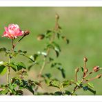 Strauchrose -Mein schöner Garten-