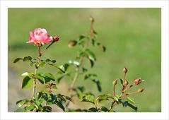 Strauchrose -Mein schöner Garten-