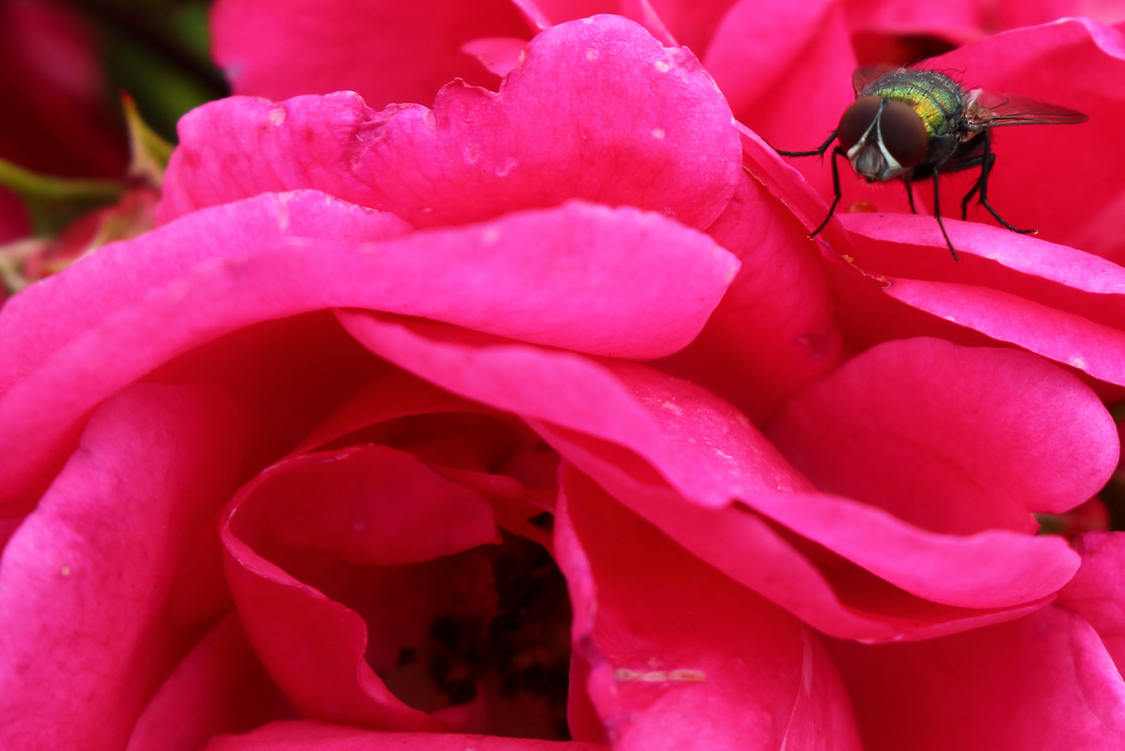 Strauchrose mit Fliege