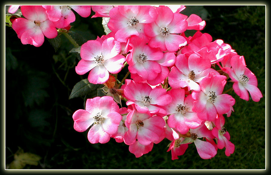 Strauchrose 'Mozart'