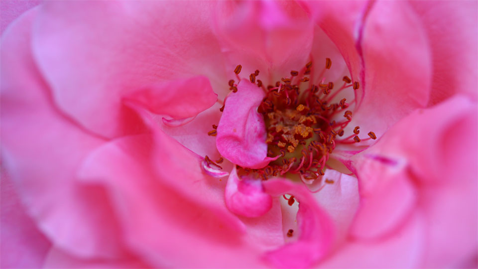 Strauchrose, Rosa spec., Rosaceae, Rattersdorf, Bgld / A